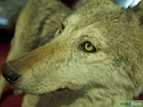 Image titled Celebrate the International Day for Biodiversity Step 1Bullet4