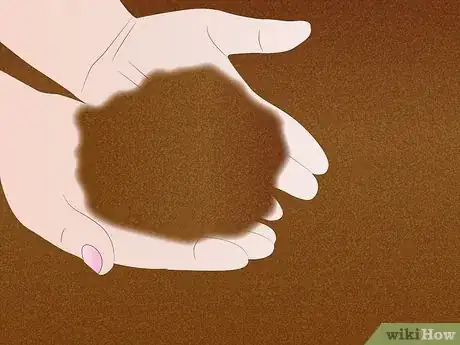 Image titled Propagate Pinus Radiata Step 1