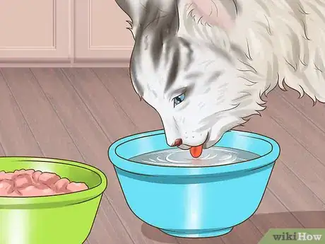 Image titled Take Care of a Ragamuffin Cat Step 6