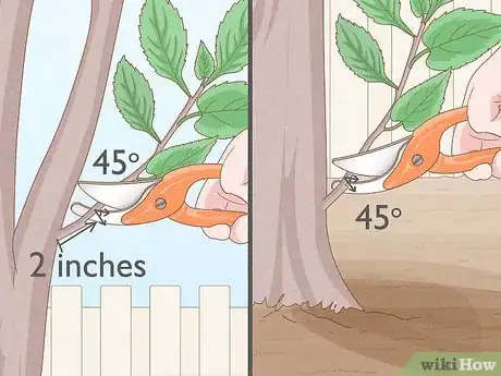 Image titled Trim Weeping Cherry Step 6