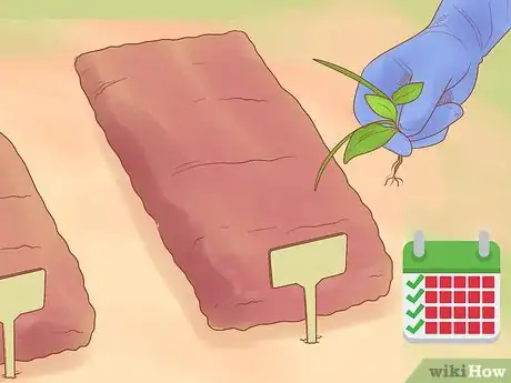 Image titled Grow Biennials Successfully Step 10