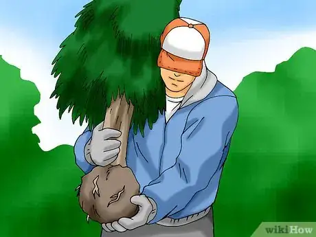 Image titled Plant a Living Christmas Tree Step 1