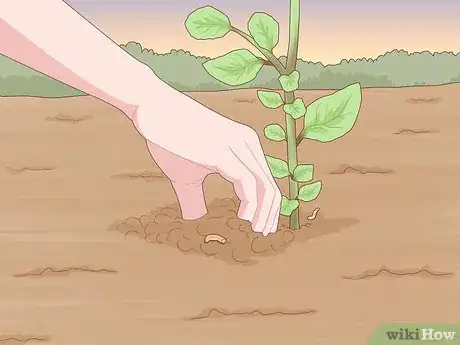 Image titled Identify Cutworm Damage Step 8