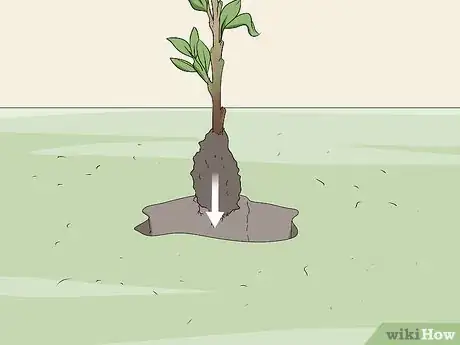 Image titled Take Hardwood Cuttings Step 16