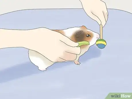 Image titled Teach a Guinea Pig to Do Tricks Step 16