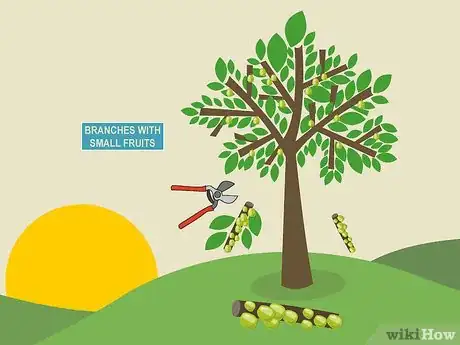 Image titled Prune Guava Trees Step 4
