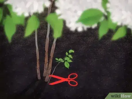 Image titled Grow Snowball Trees Step 18