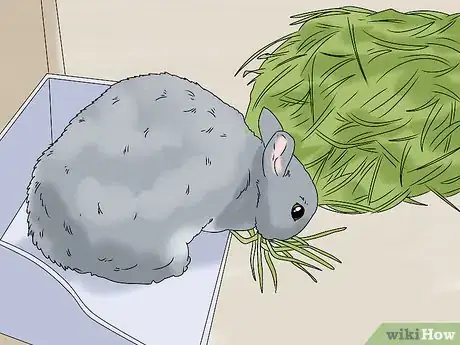 Image titled Keep Your Rabbit Healthy Step 5