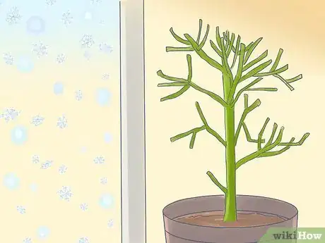 Image titled Grow a Pencil Tree (Euphorbia Tirucalli) Step 8