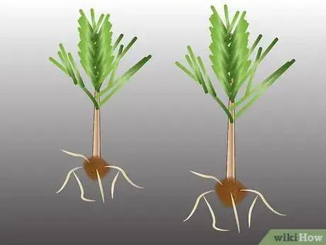 Image titled Propagate Pinus Radiata Step 3