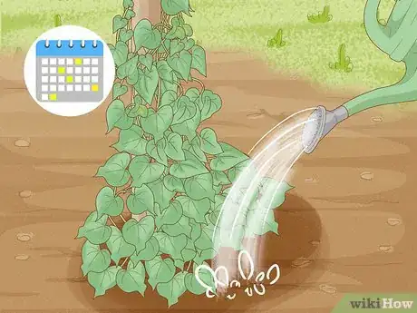 Image titled Make Morning Glories Bloom Step 2