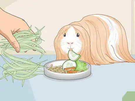 Image titled Prepare a Guinea Pig for Show Step 8