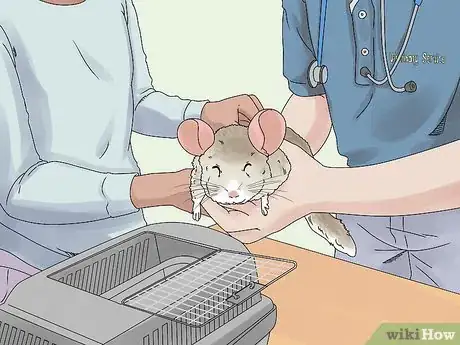 Image titled Manage Broken Bones in Chinchillas Step 2