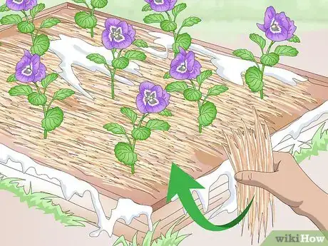 Image titled Grow Pansies Step 15