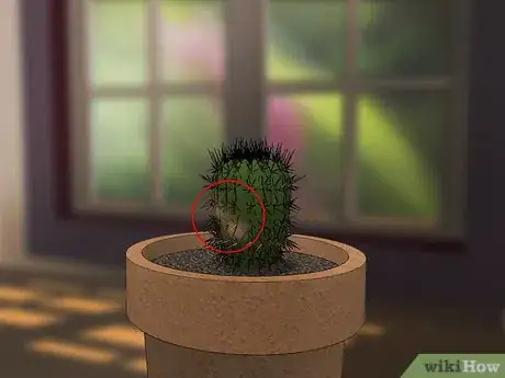 Image titled Care for a Cactus Step 9
