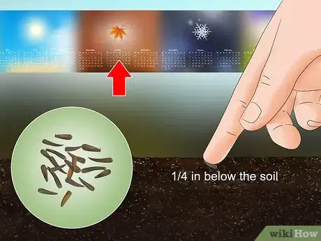 Image titled Plant Liatris Step 3