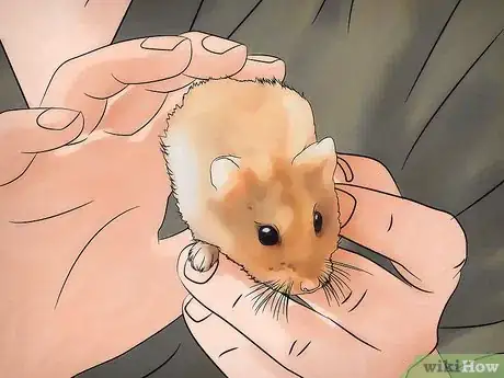 Image titled Disinfect a Hamster's Cage Step 12
