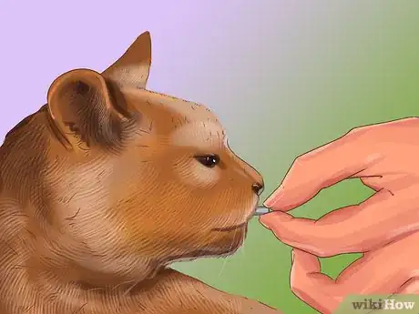 Image titled Socialize a Fearful Cat Step 9