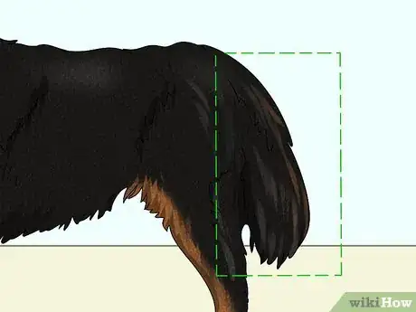 Image titled Identify a Bernese Mountain Dog Step 5