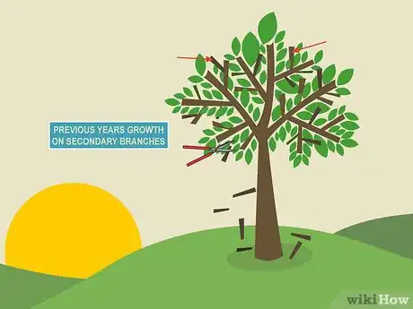 Image titled Prune Guava Trees Step 5