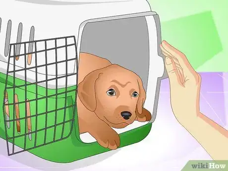 Image titled Discipline a New Puppy Step 17