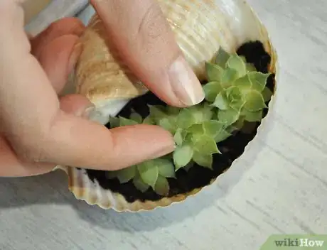 Image titled Make a Seashell Planter Step 9