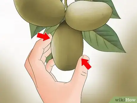 Image titled Eat Pawpaw Step 1