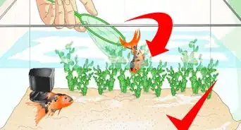 Identify Aquarium Fish Diseases