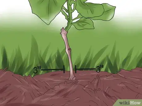 Image titled Mulch Hydrangeas Step 10