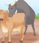 Tell if a Cow or Heifer Has Been Bred