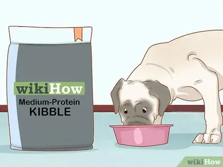 Image titled Care for an English Mastiff Step 7