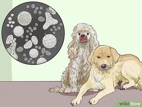 Image titled Choose a Hypoallergenic Dog Step 10