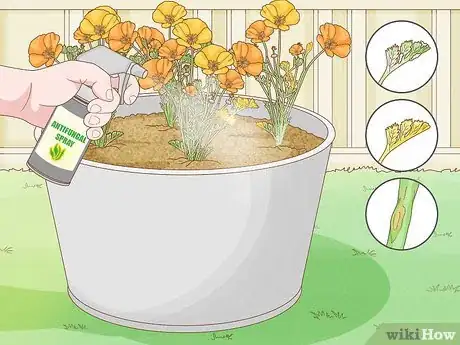 Image titled Grow California Poppies Step 9