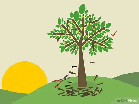 Image titled Prune Guava Trees Step 6