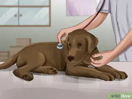 Image titled Tell if Your Dog Is Having a Medical Emergency Step 15