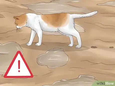 Image titled Diagnose and Treat Histoplasmosis in Cats Step 8