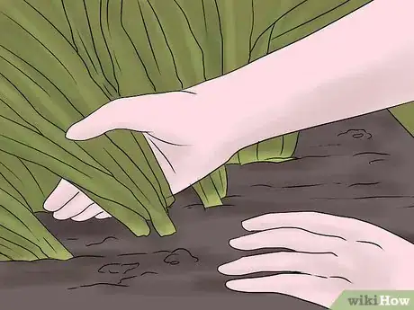 Image titled Keep Narcissus Bulbs After Flowering Step 2