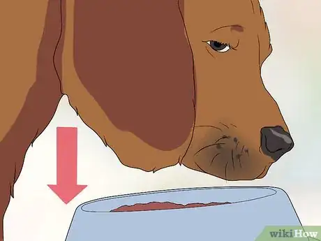 Image titled Fly Internationally With a Dog Step 12