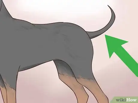 Image titled Identify a Black and Tan Coonhound Step 5
