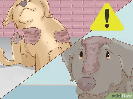 Image titled Treat Endocrine Disorders in Older Dogs Step 13