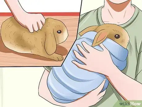 Image titled Win a Rabbit's Trust Step 9