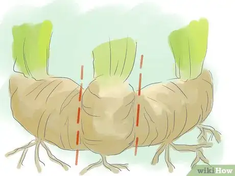 Image titled Divide Dwarf Iris Step 6