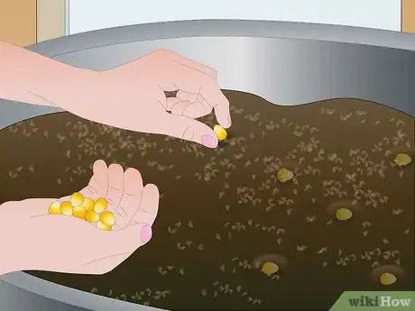 Image titled Grow Corn Indoors Step 6