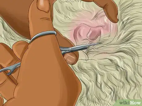 Image titled Groom a Goldendoodle Step 6