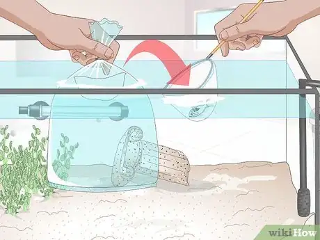 Image titled Keep German Blue Ram Cichlids Step 4