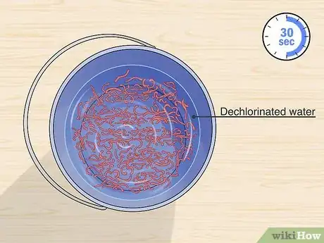 Image titled Grow Blood Worms Step 14