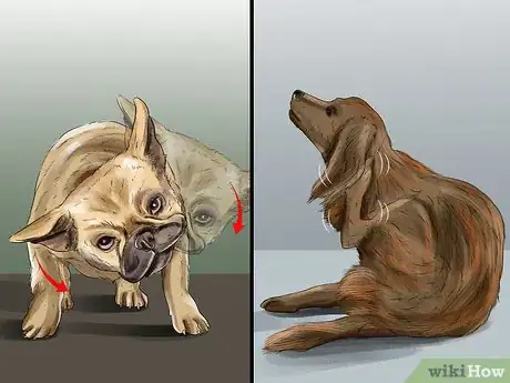 Image titled Treat Aural Hematomas in Dogs Step 7