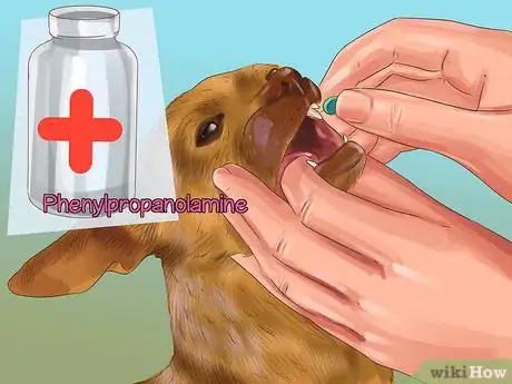 Image titled Help a Dog with Sleep Incontinence Step 3