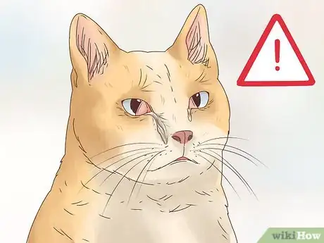 Image titled Diagnose and Treat Histoplasmosis in Cats Step 3