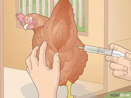 Image titled Prevent Diseases in Chickens Step 11